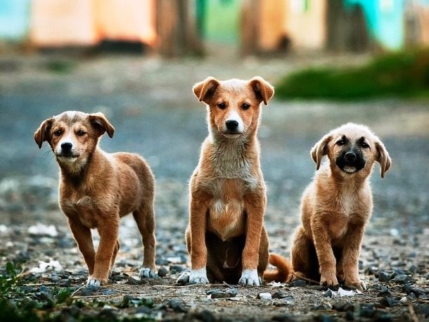 Một số chuyên gia, nhà khoa học đã đưa ra các kịch bản về tình hình thế giới sau khi con người tuyệt chủng. Cụ thể, vài ngày sau khi  nhân loại diệt vong, rất nhiều thú cưng và động vật tại các nông trại sẽ chết vì đói và mất nước.